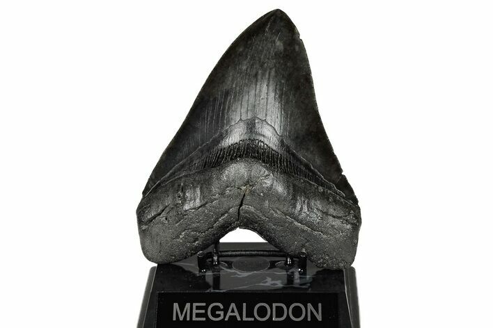 Huge, Fossil Megalodon Tooth - South Carolina #207656